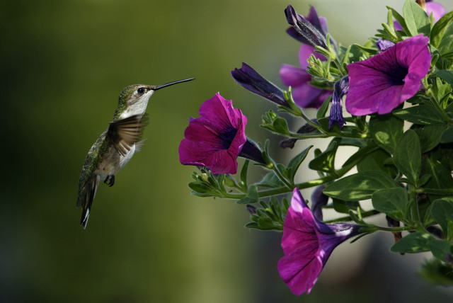 Hummingbird purple flower green plant free wallpaper for desktop - medium preview image