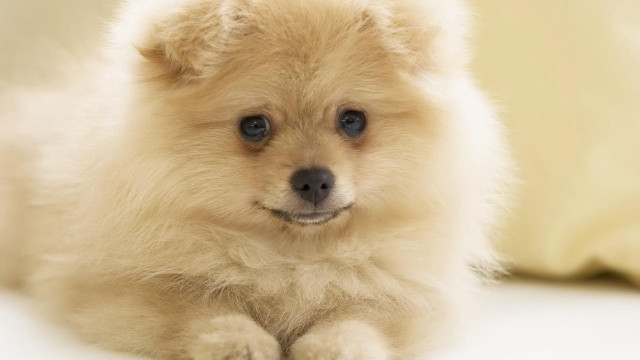 Small dog blue eyes pillow free wallpaper for desktop - medium preview image