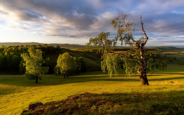 Tree field sky clouds landscape free wallpaper for desktop - medium preview image