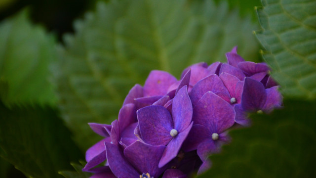 Purple flower green leaves macro #3 free wallpaper for desktop - medium preview image
