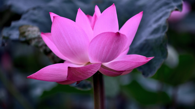 Pink lotus green leaf bokeh #2 free wallpaper for desktop - medium preview image