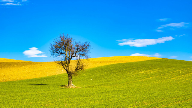 Lone tree green field blue #15 free wallpaper for desktop - medium preview image