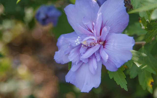 Purple flower bokeh butterfly wings free wallpaper for desktop - medium preview image