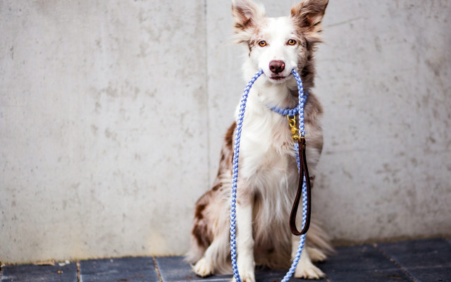 Dog leash sitting tile wall free wallpaper for desktop - medium preview image