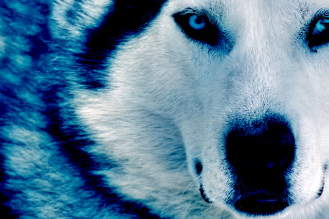 Husky blue eyes nose ring free wallpaper for desktop - medium preview image