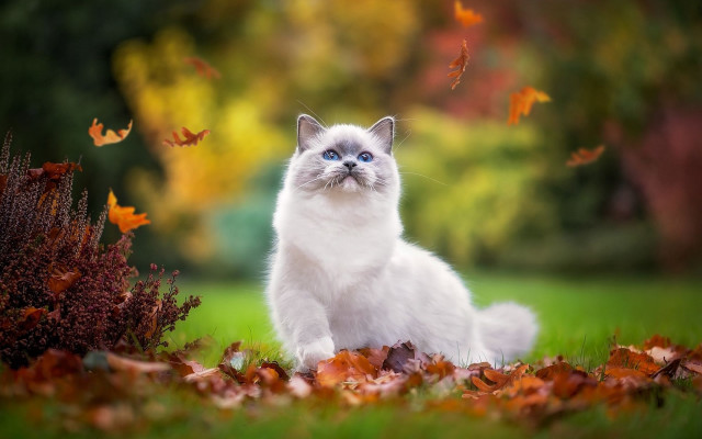 White cat autumn leaves burning free wallpaper for desktop - medium preview image