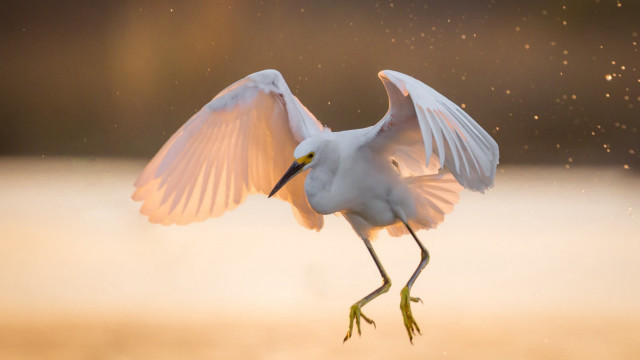 White bird wings spread moon free wallpaper for desktop - medium preview image