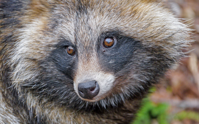 Raccoon closeup blurry background rayonism free wallpaper for desktop - medium preview image