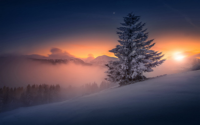 Lone tree sunset snowy hill free wallpaper for desktop - medium preview image