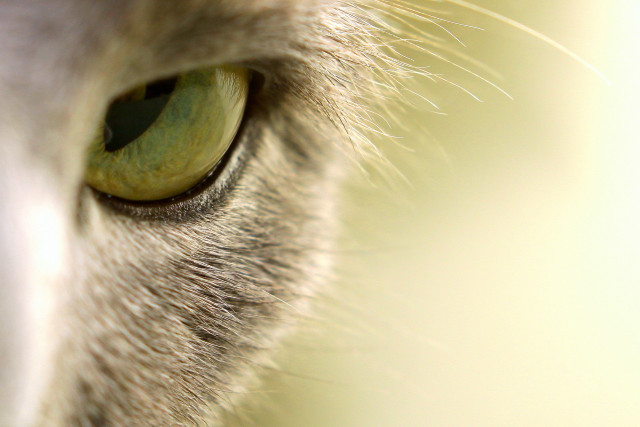 Cat green eye closeup blurry free wallpaper for desktop - medium preview image