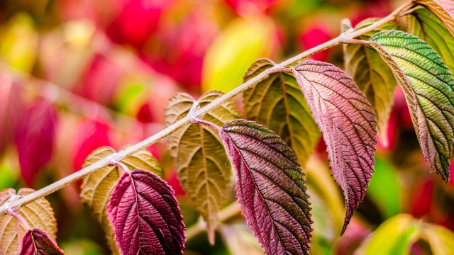 Leafy plant bokeh macro foliage free wallpaper for desktop - medium preview image