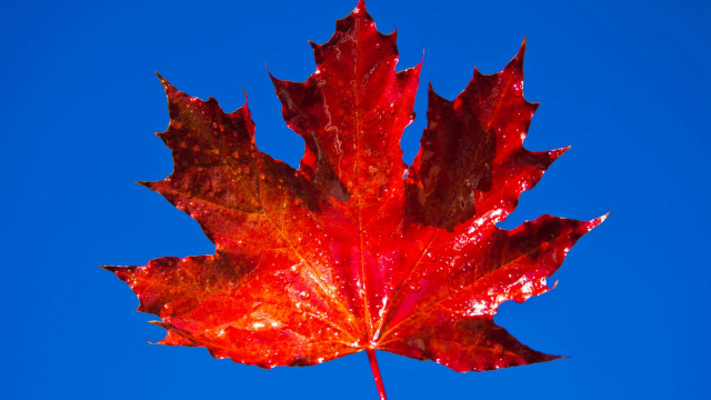Red leaf blue sky macro free wallpaper for desktop - medium preview image