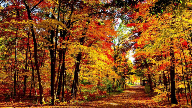 Dirt road autumn trees fall free wallpaper for desktop - medium preview image