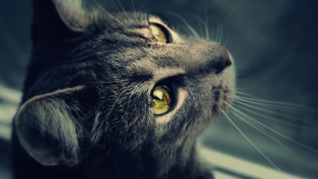 Cat yellow eyes looking up #2 free wallpaper for desktop - medium preview image