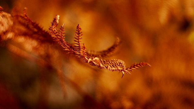 Plant blurry leaves autumn fire free wallpaper for desktop - medium preview image