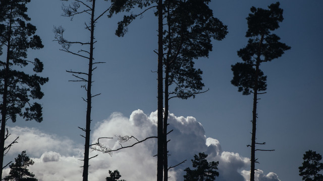 Trees clouds sky plane park free wallpaper for desktop - medium preview image