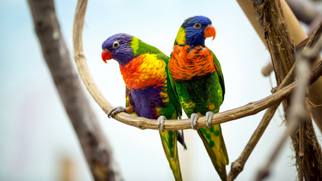 Colorful birds branch tree blurry free wallpaper for desktop - medium preview image