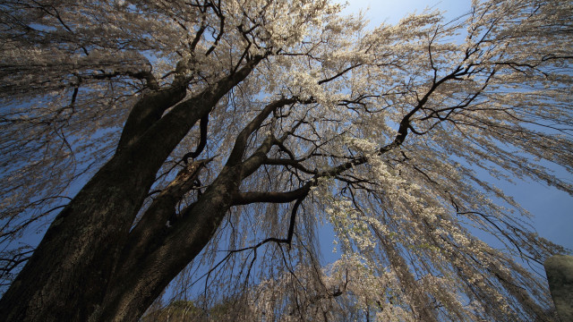 White flowered tree blue sky free wallpaper for desktop - medium preview image