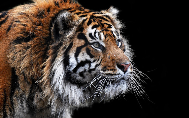 Tiger looking distance black background free wallpaper for desktop - medium preview image