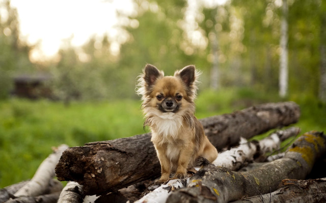 Small dog logs forest nature free wallpaper for desktop - medium preview image