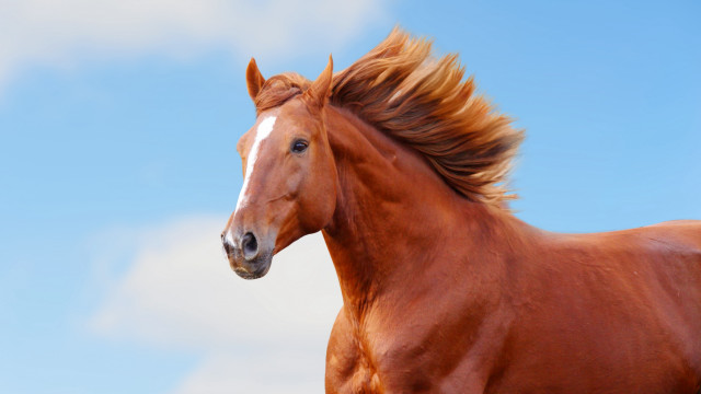 Brown horse white face long free wallpaper for desktop - medium preview image