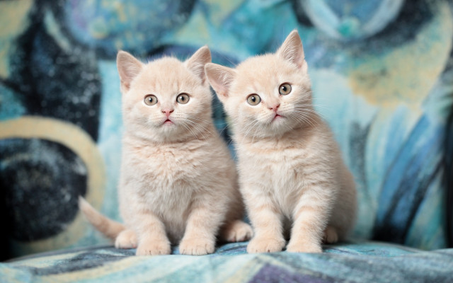 Kittens couch blue background floral free wallpaper for desktop - medium preview image