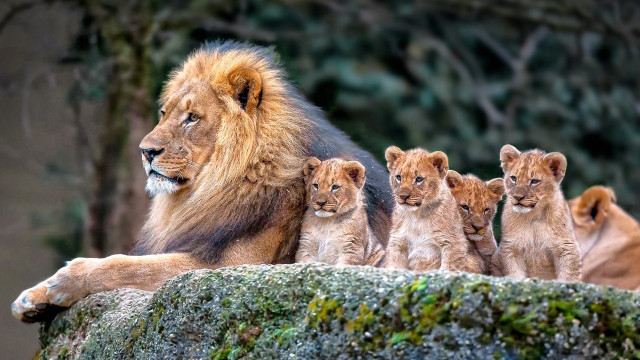 Lion cubs rock wildlife naturalism free wallpaper for desktop - medium preview image