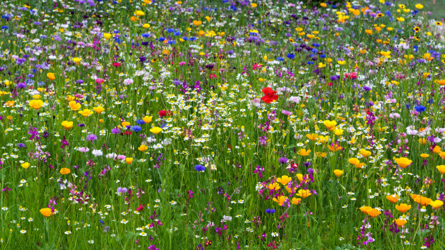 Wildflowers field red flower summer free wallpaper for desktop - medium preview image