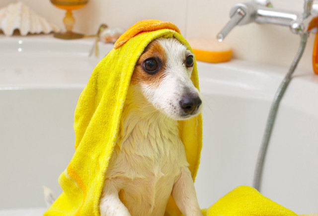 Dog bathtub yellow towel furry free wallpaper for desktop - medium preview image