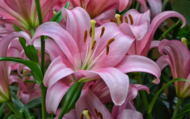 Pink flowers vase table white #2 free wallpaper for desktop - medium preview image