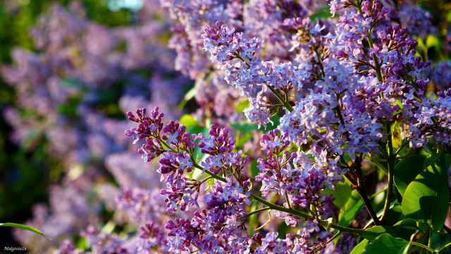 Lilac bloom macro impressionism blurry free wallpaper for desktop - medium preview image