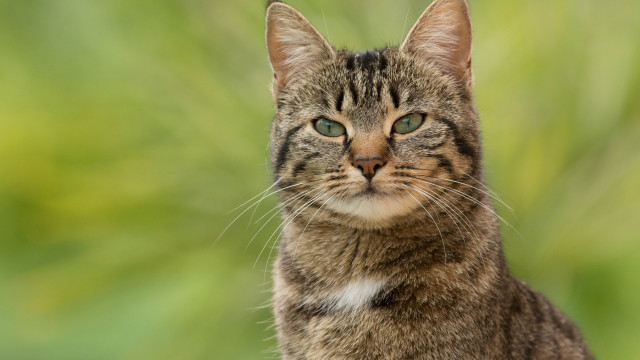 Cat green eyes outdoor animal free wallpaper for desktop - medium preview image