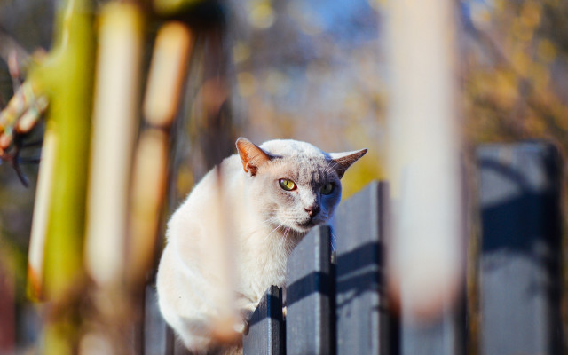 Cat fence outdoor blurry bokeh free wallpaper for desktop - medium preview image
