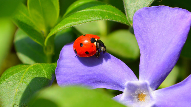 Ladybug purpleflower greenleaves ecologicalart macroblur free wallpaper for desktop - medium preview image