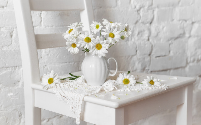 White vase daisies floral still free wallpaper for desktop - medium preview image