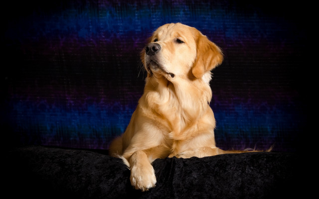 Dog shiba inu night starry free wallpaper for desktop - medium preview image