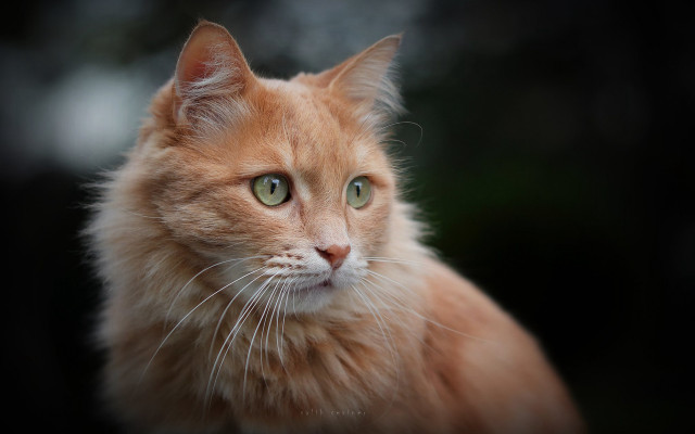 White cat green eyes closeup free wallpaper for desktop - medium preview image