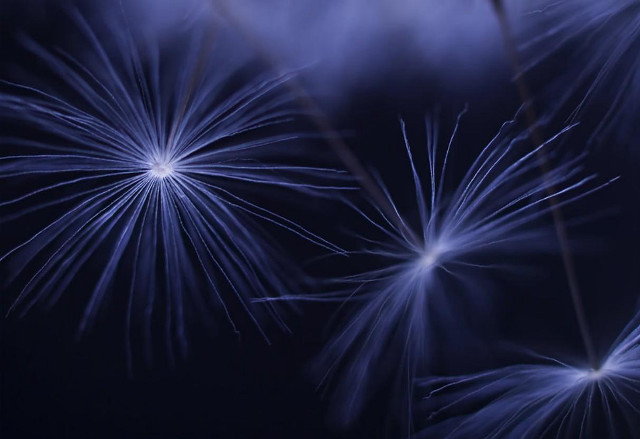 Blue fireworks closeup black background free wallpaper for desktop - medium preview image