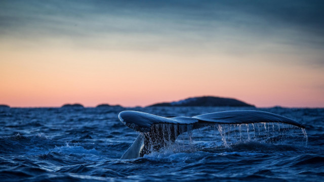Whale tail sunset ocean island free wallpaper for desktop - medium preview image