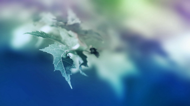 Leaf branch blurry background macro free wallpaper for desktop - medium preview image