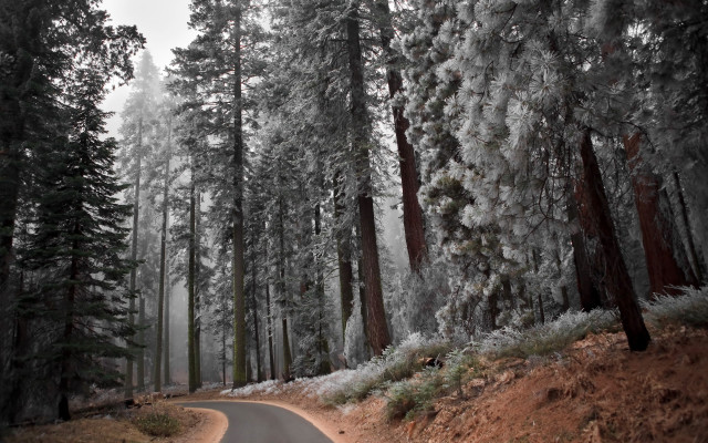 Forest road winter snow bare free wallpaper for desktop - medium preview image