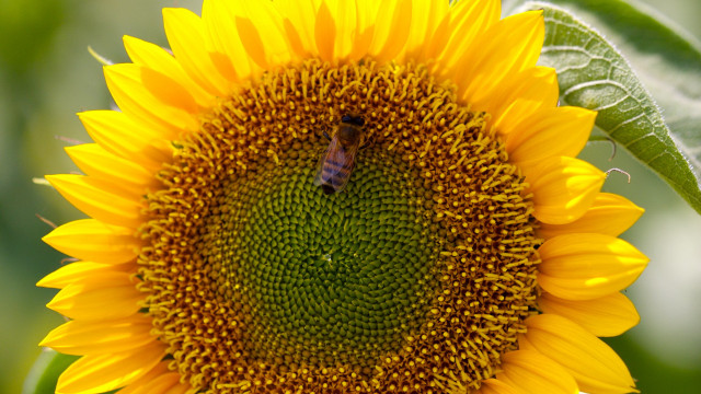 Bee sunflower green background summer free wallpaper for desktop - medium preview image