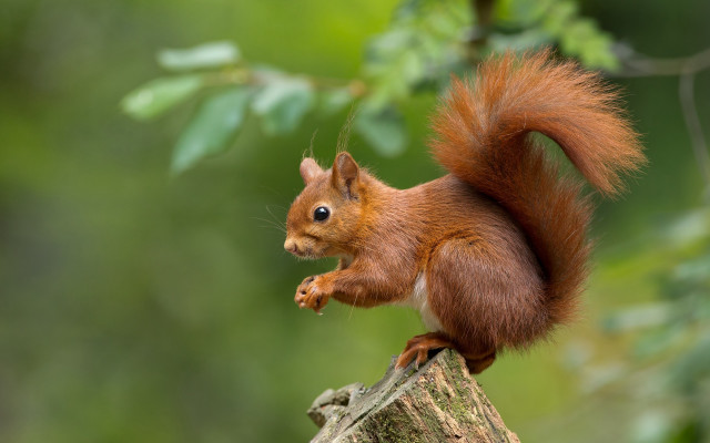 Red squirrel on stump eating free wallpaper for desktop - medium preview image