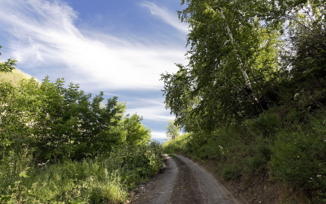 Dirt road trees sunny day free wallpaper for desktop - medium preview image