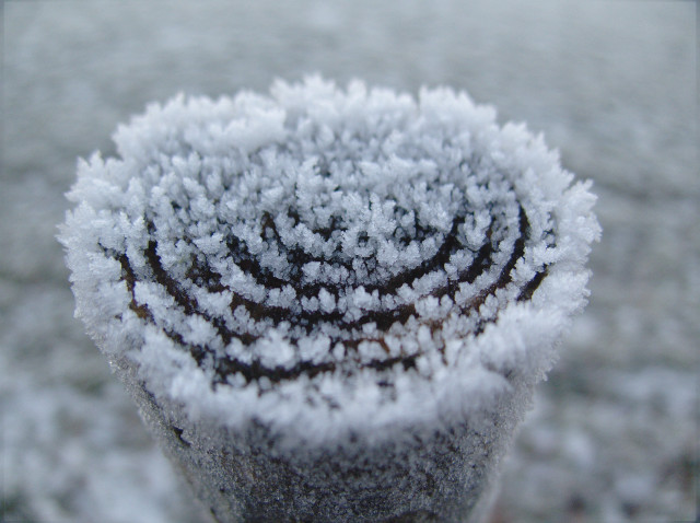 Snow covered plant stem macro free wallpaper for desktop - medium preview image