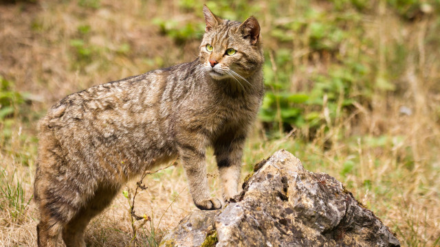 Cat rock field weeds stare free wallpaper for desktop - medium preview image
