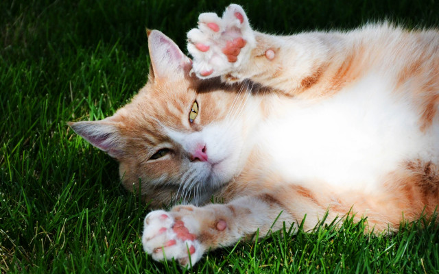 Cat laying grass paws head free wallpaper for desktop - medium preview image