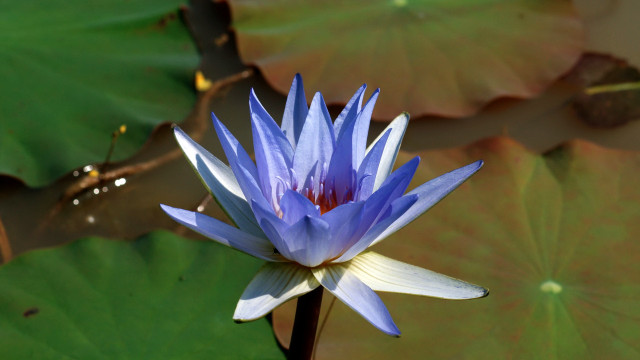 Blue water lily pond green free wallpaper for desktop - medium preview image