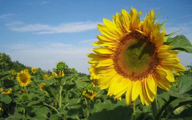Sunflower field blue sky clouds #7 free wallpaper for desktop - medium preview image