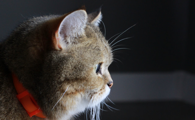 Cat collar window outside macro free wallpaper for desktop - medium preview image